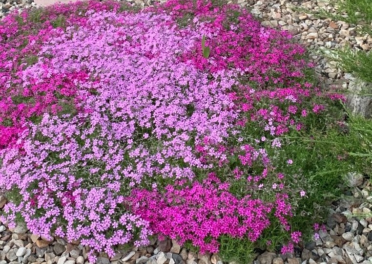 УСТАЛИ ОТ ПРОПОЛКИ? ПОСАДИТЕ КРАСОТУ!