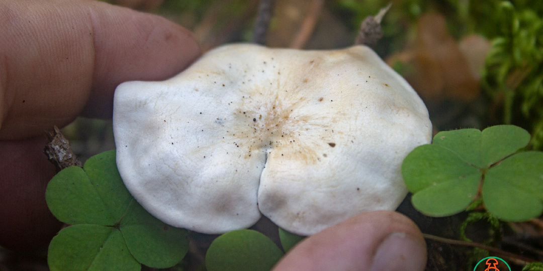 Осторожно! В сотни раз ядовитее мухомора! Говорушка восковатая!