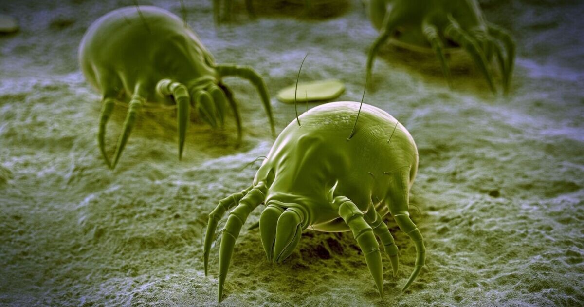 Пылевой клещ