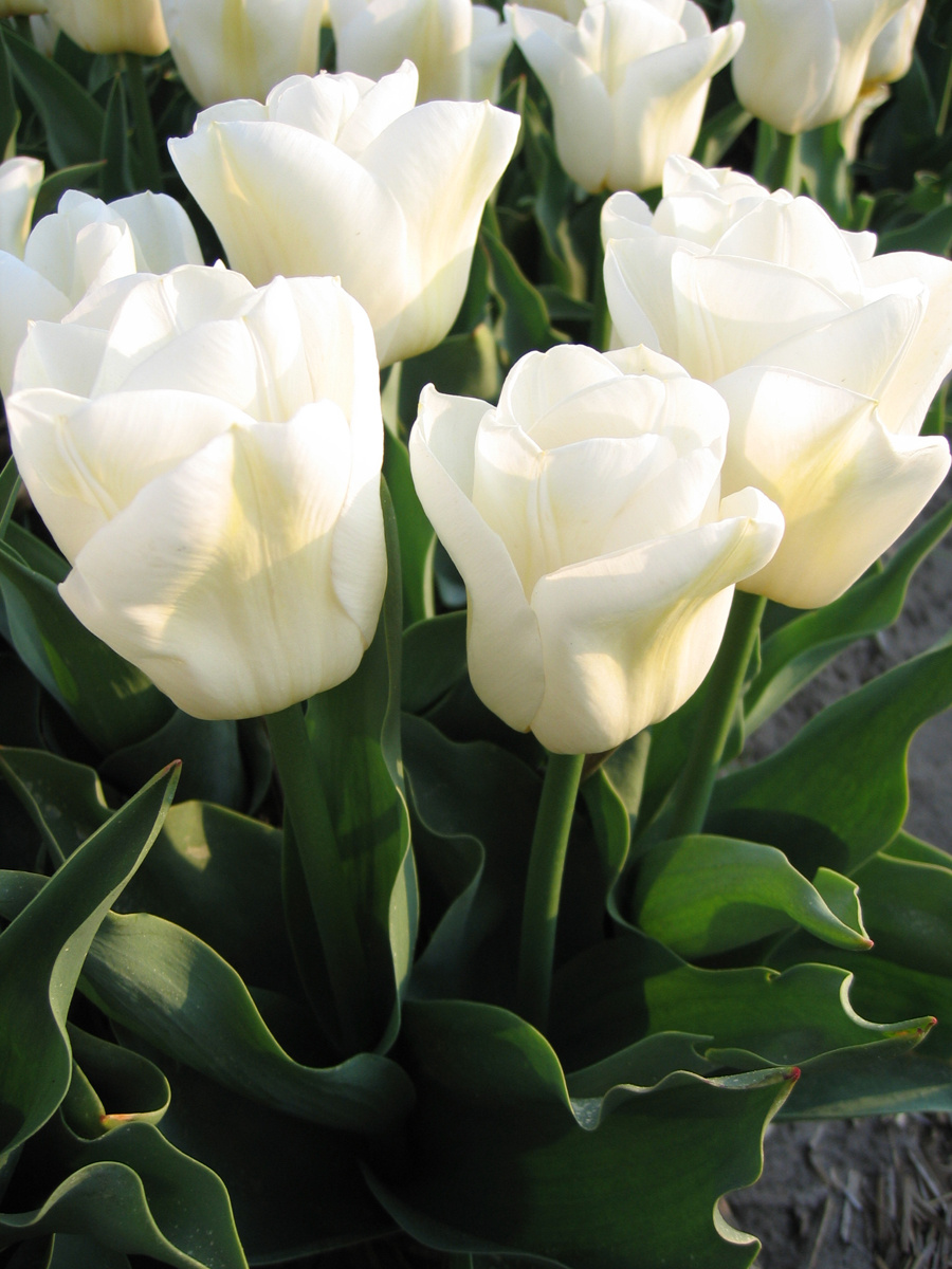 Фото откуда-то из Интернета