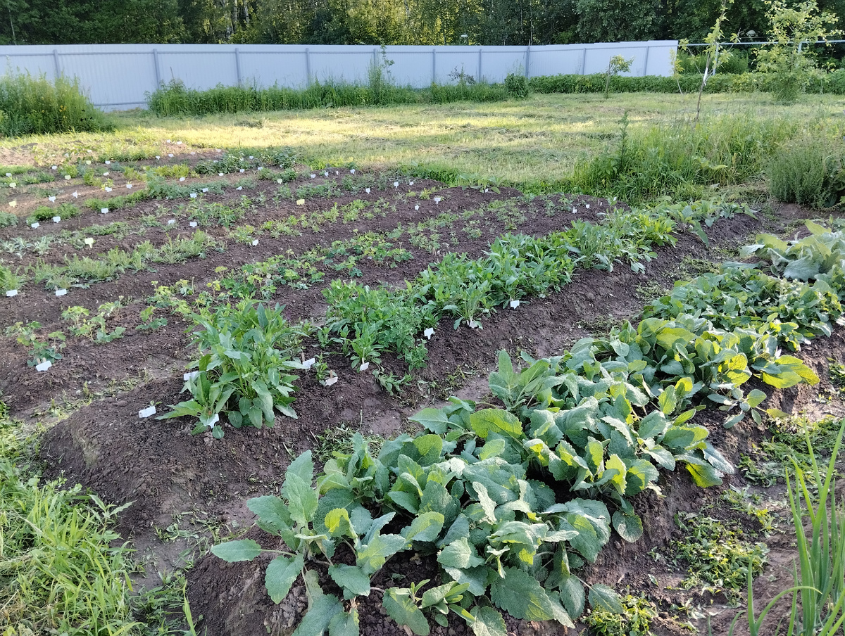 Вот они, две грядки с шалфеями в Солнечном саду. Шалфей 'West-Friesland' на дальней грядке во втором рядке