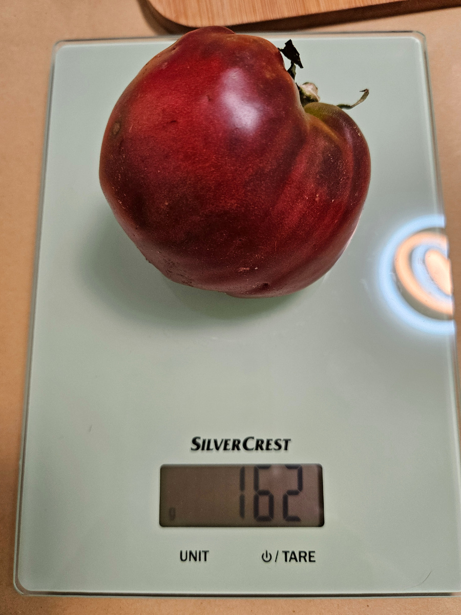 Сорт "Бычье сердце шоколадное"