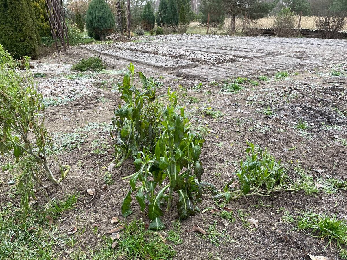 20.11.25. Растет в огороде только горчица салатная. Фото автор 