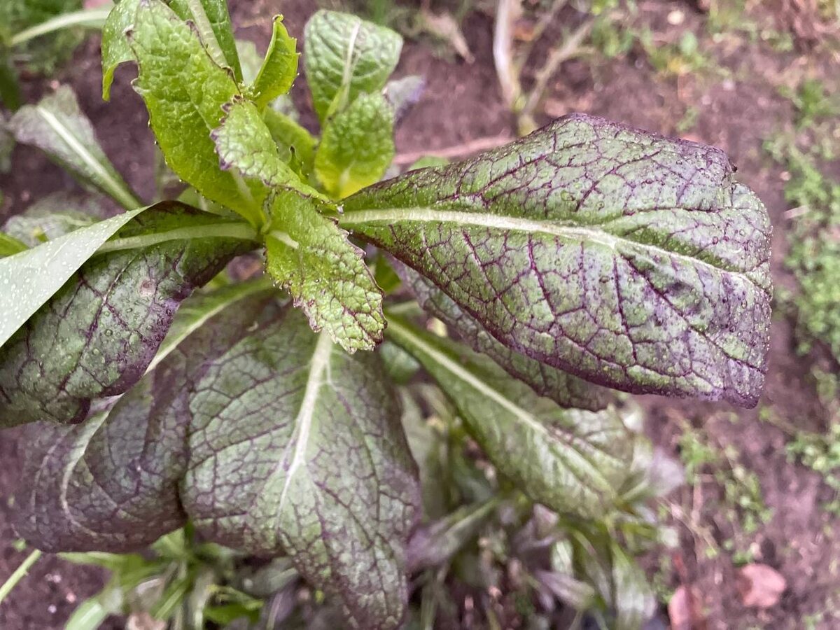 Горчица салатная, 20.11.25. Фото автора 