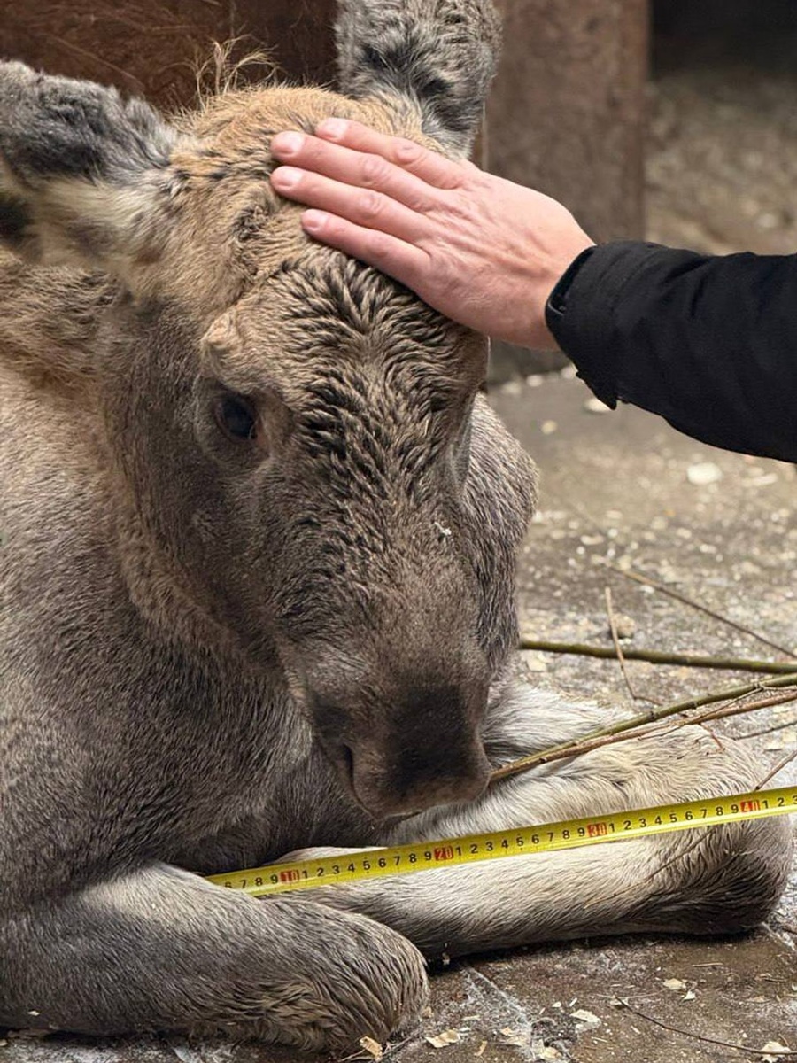 Фото: нацпарк «Зюраткуль»