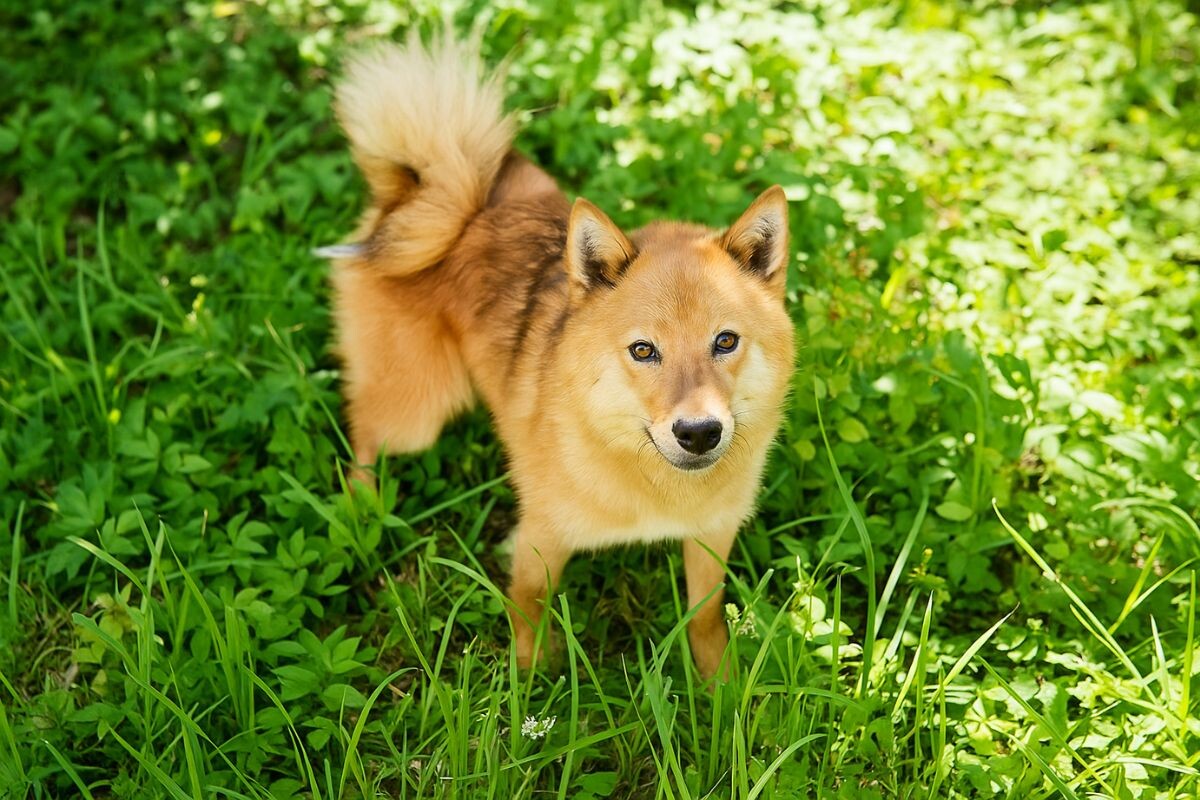 Собака шалайка