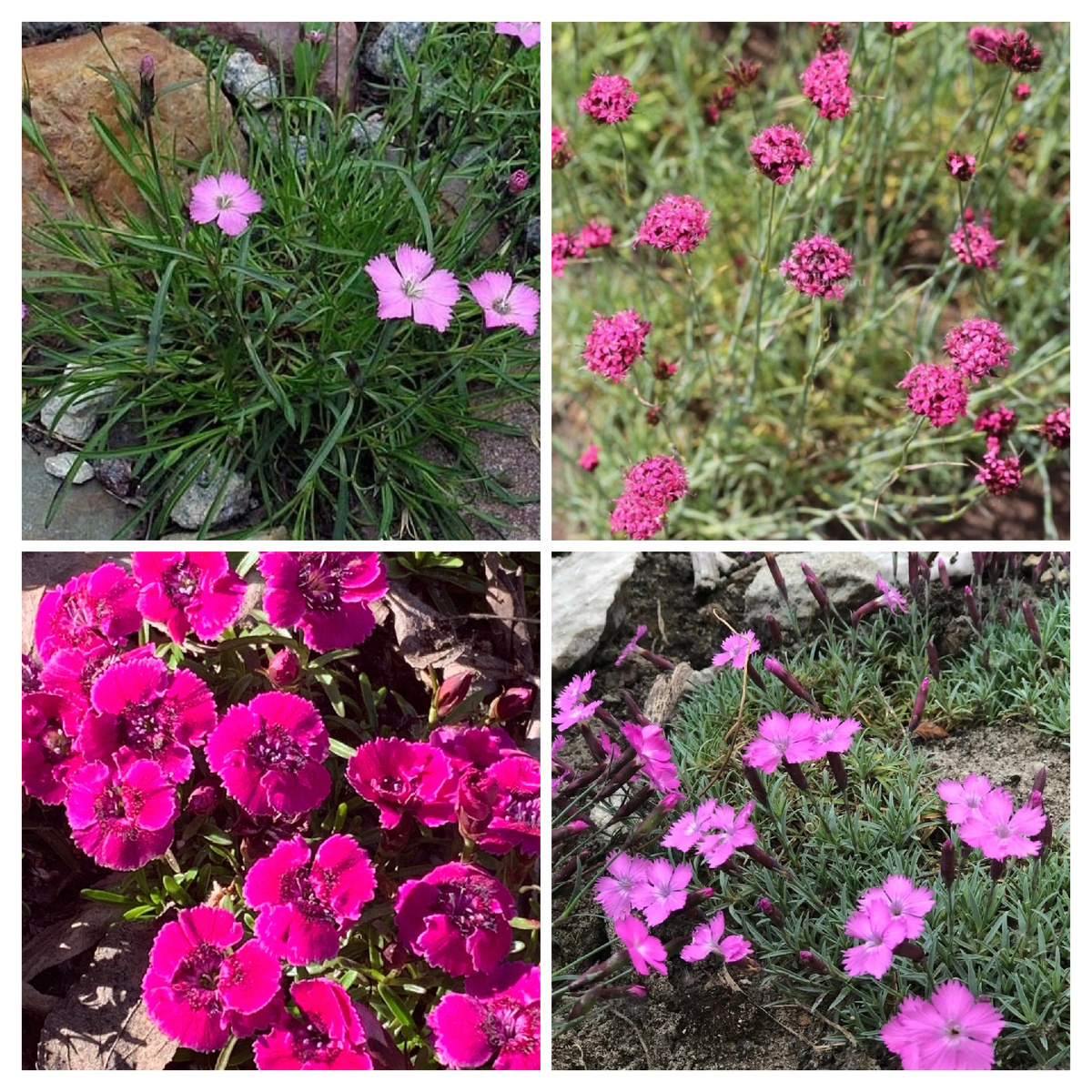 Смесь низкорослых гвоздичек. 15+ семян 200р.