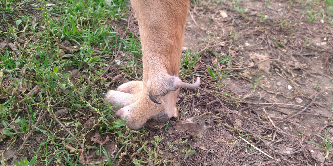 Зачем собакам пятый (волчий) палец, если от него одни проблемы