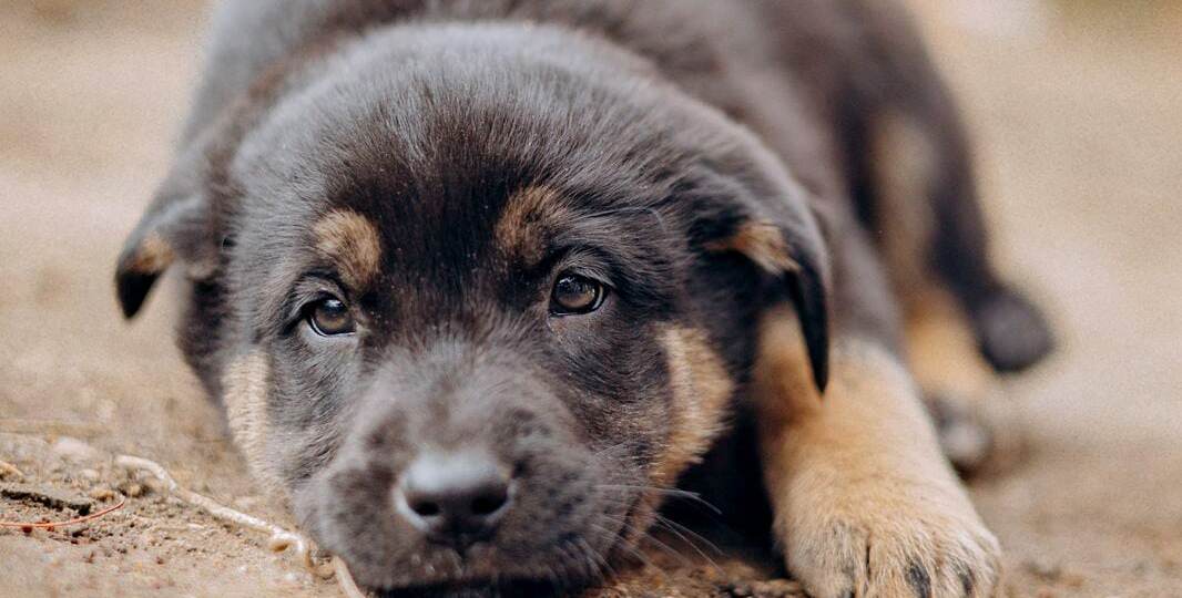 Щенки без мамы были найдены на промзоне.