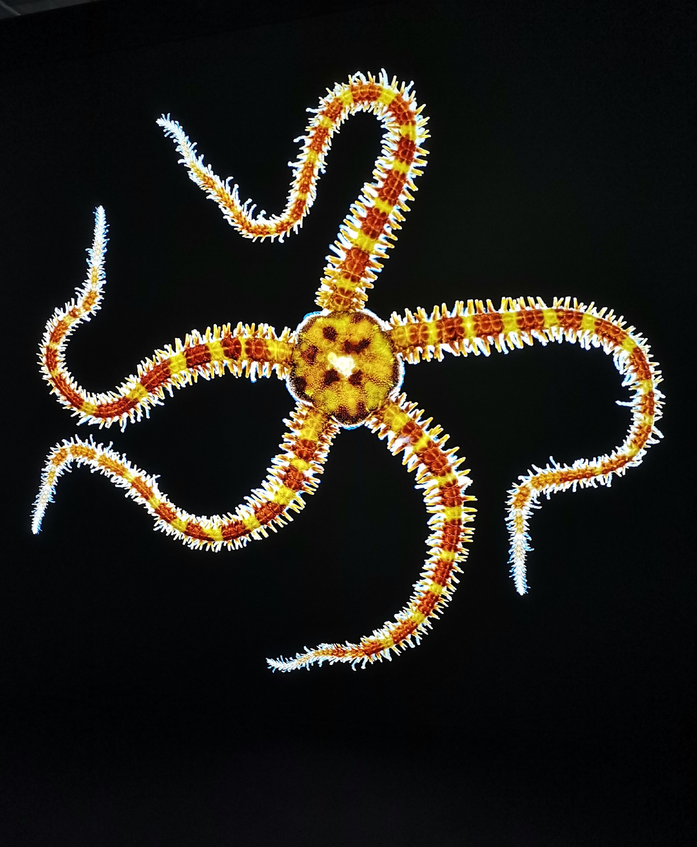 Москва, фотофестиваль дикой природы «Золотая черепаха», ноябрь-декабрь 2025 года.