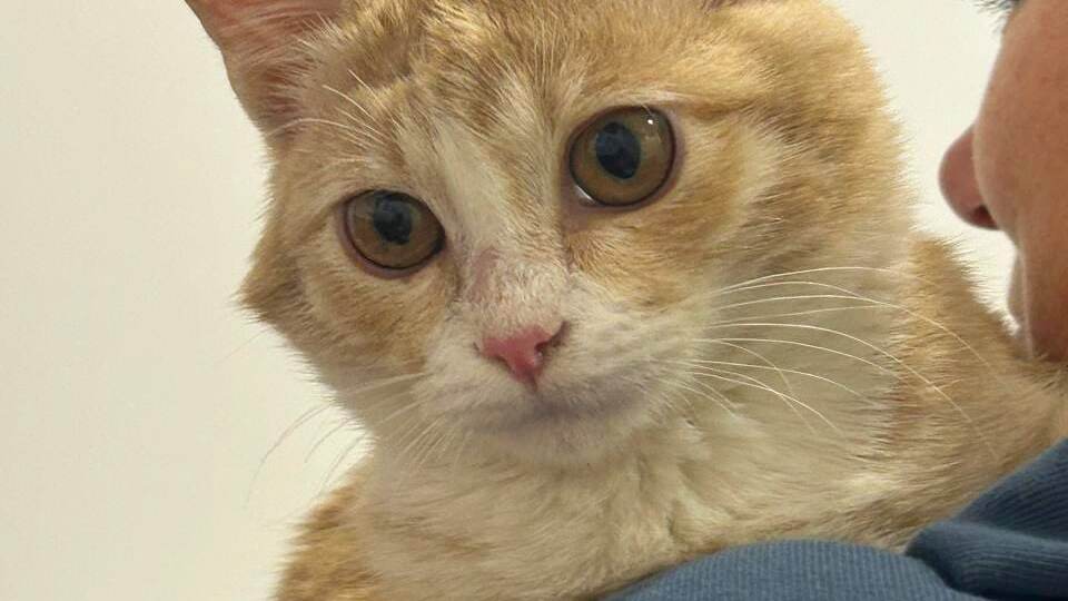 ❗СРОЧНЫЙ ПОИСК ХОЗЯЕВ. У нас неделя на пристройство Апельсинчика. ❗