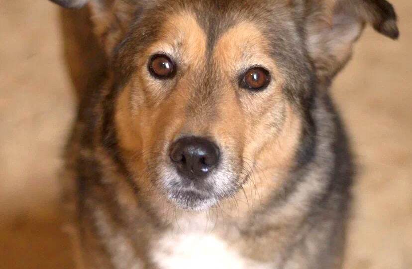 Плюшка. Сирота. А была домашней, любимой девочкой. Но у хозяйки случился инсульт.