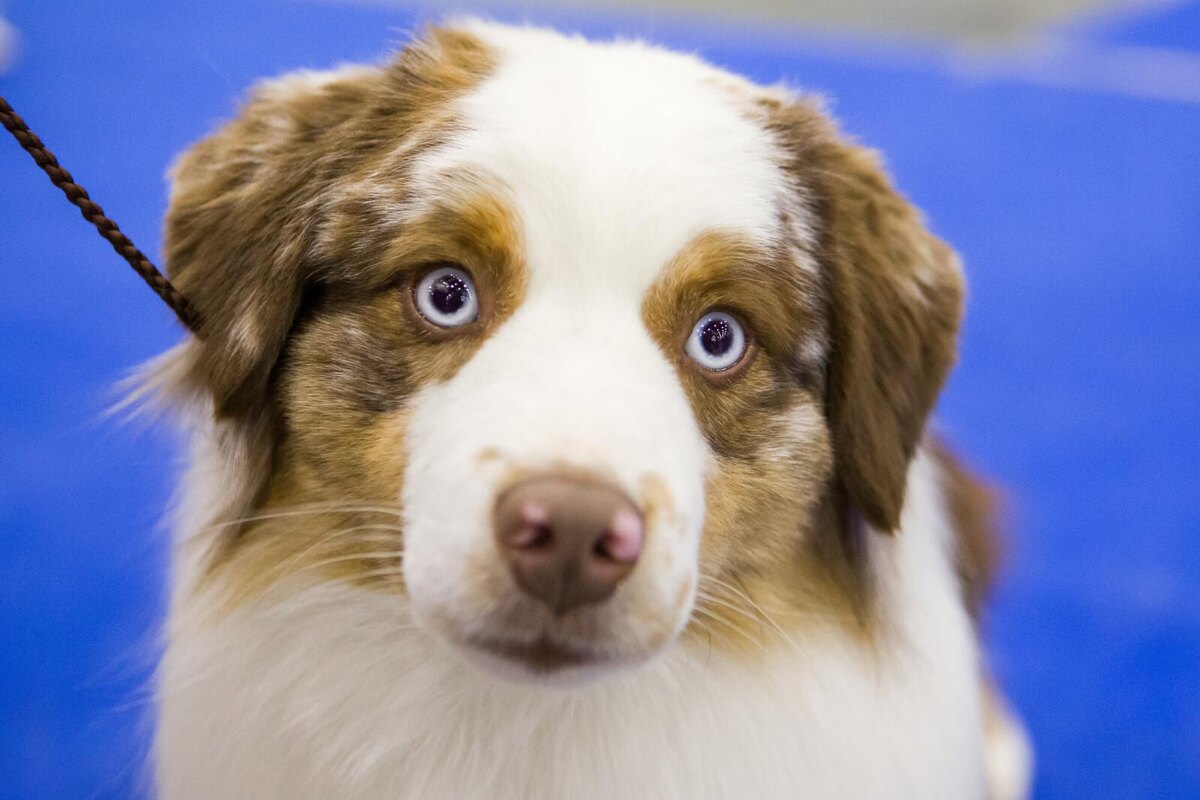 Фото: Олег Золото/«Петербургский дневник»