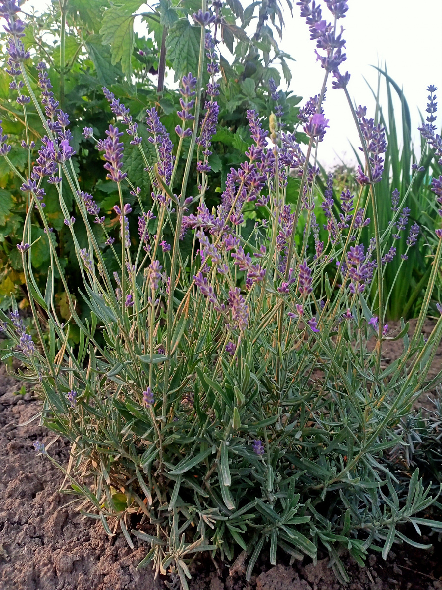 Лаванда из семян.