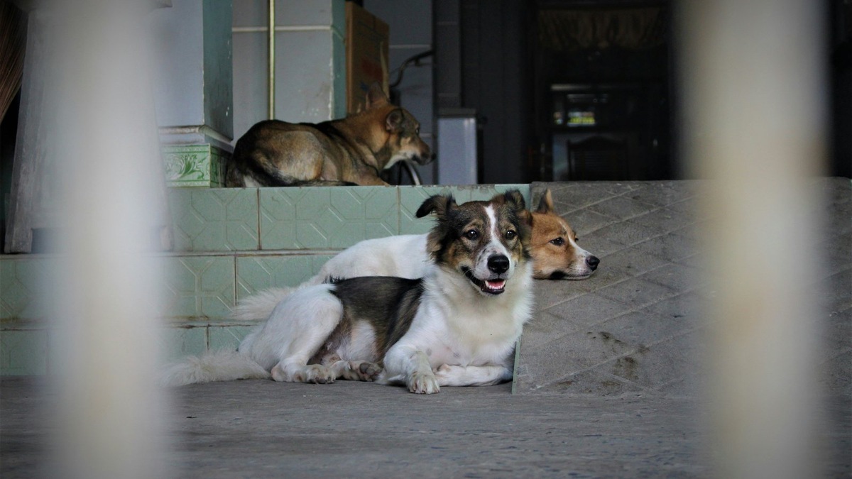    Центр должен помочь решить проблему бешенства и беспризорных животных