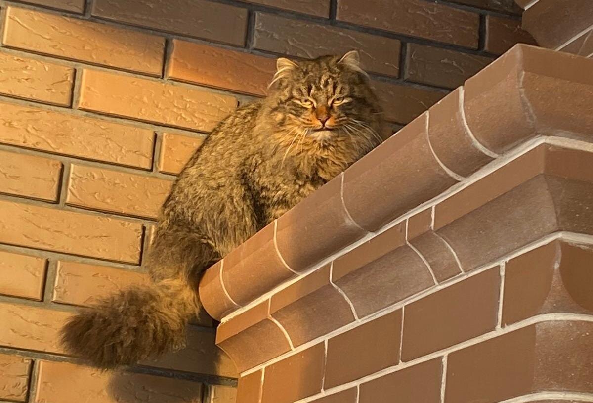 Фото кота, найденного в Новых Ключах / предоставлено для публикации hornews.com