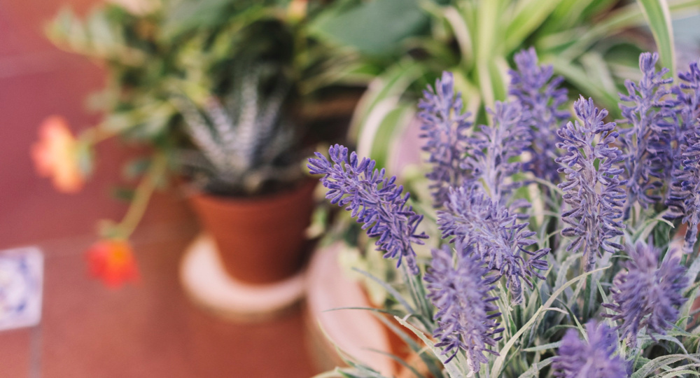 Растения-хранители дома: какие цветы очищают энергетику жилья