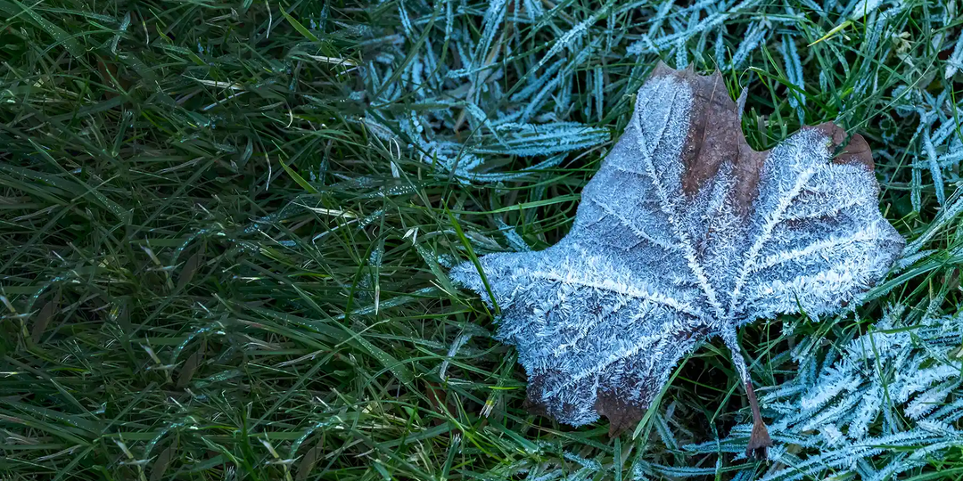Какие культуры сажать на даче под зиму