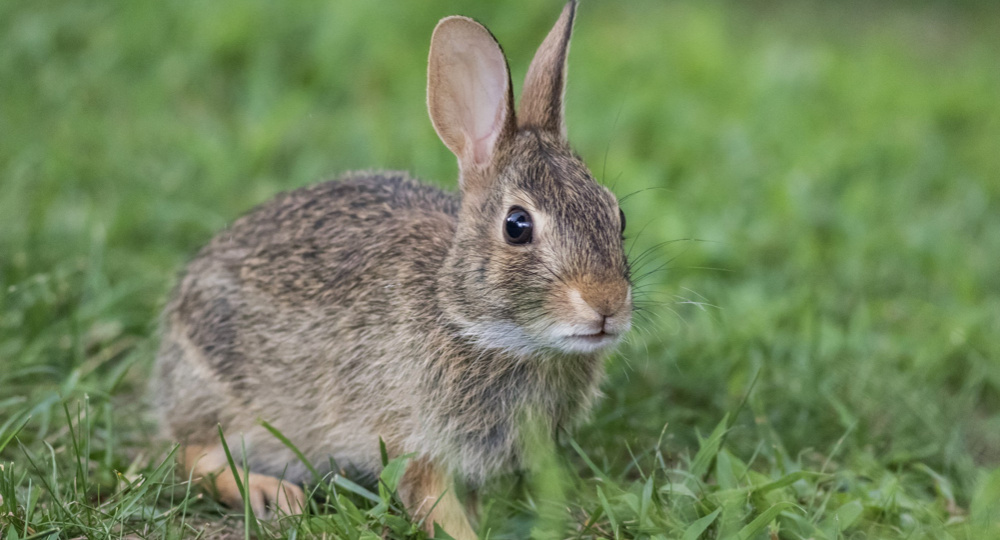 Китайский гороскоп для Кролика на 2026 год от нашего астролога Марианны Басс