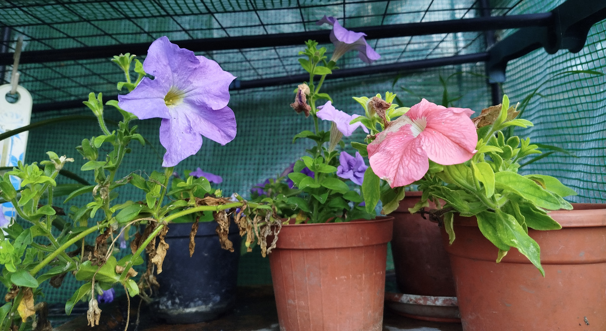 Фото автора.