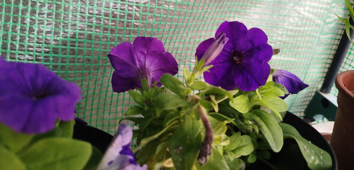 Фото автора. Цветущие.