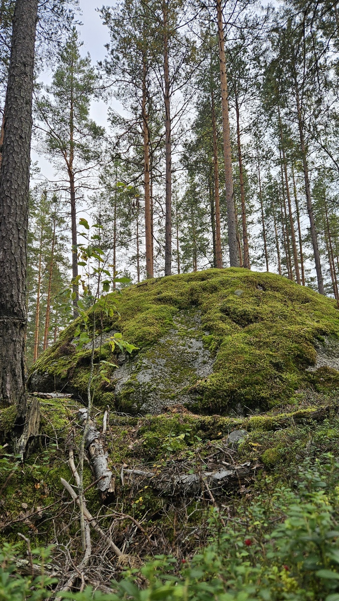 Огромные валуны под Выборгом в лесу (фотография автора).