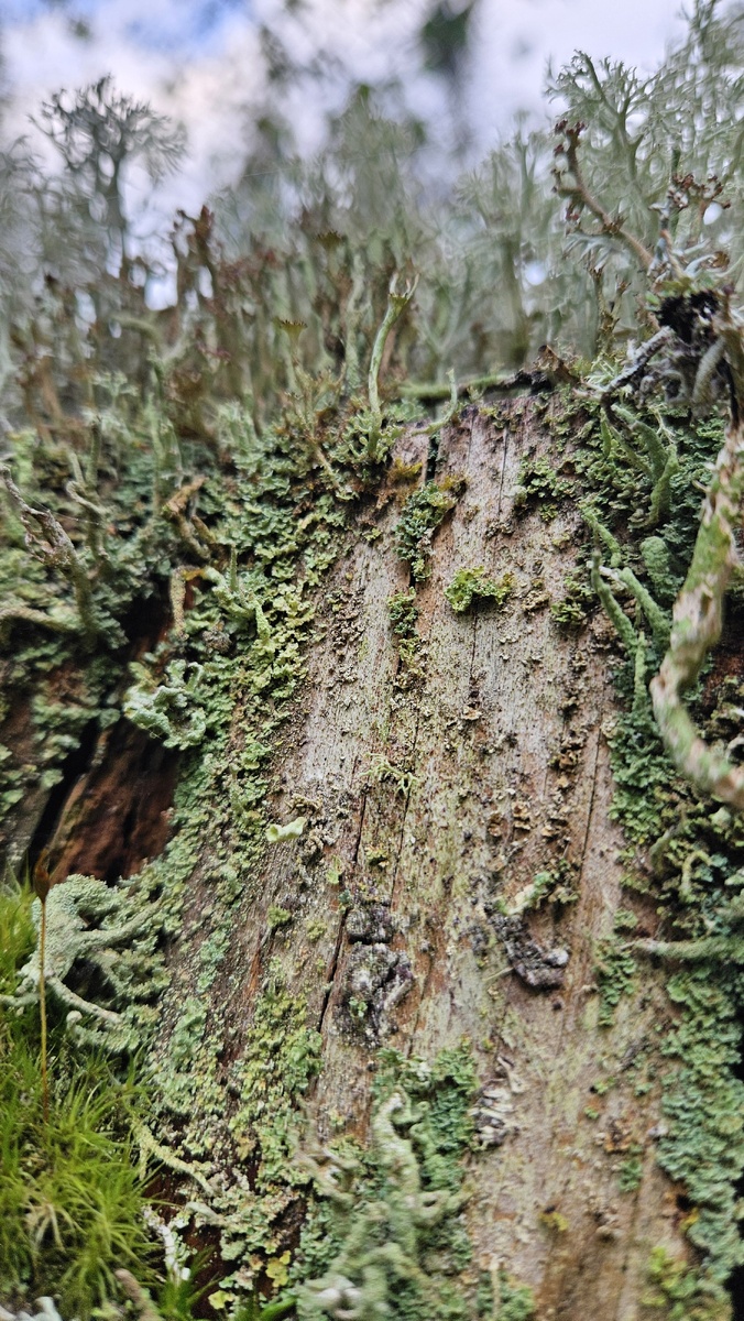 Лишайник и мох в лесу (фотография автора).