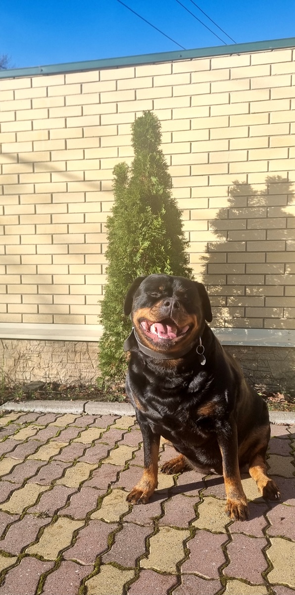 Мы ждём снег и Новый год, ёлочка уже есть.