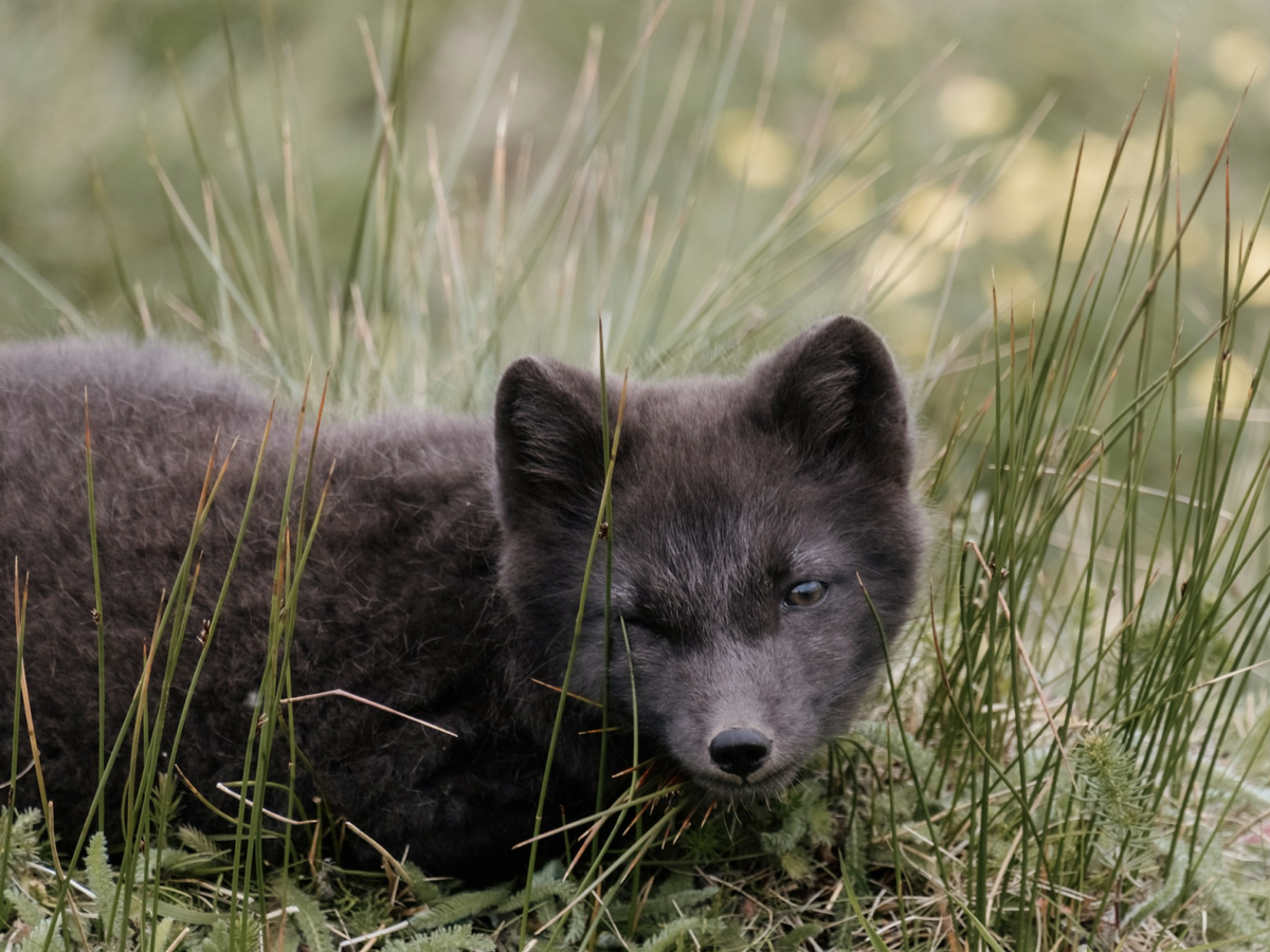 Летний окрас