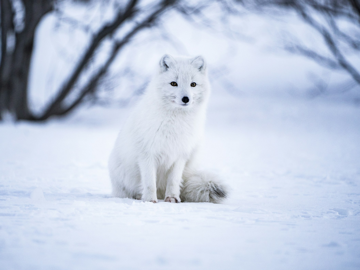 Песец в зимнем наряде