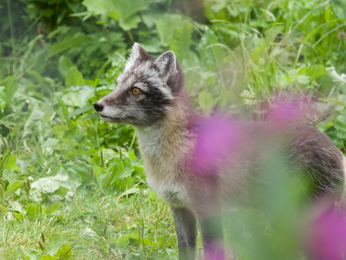 Во время линьки