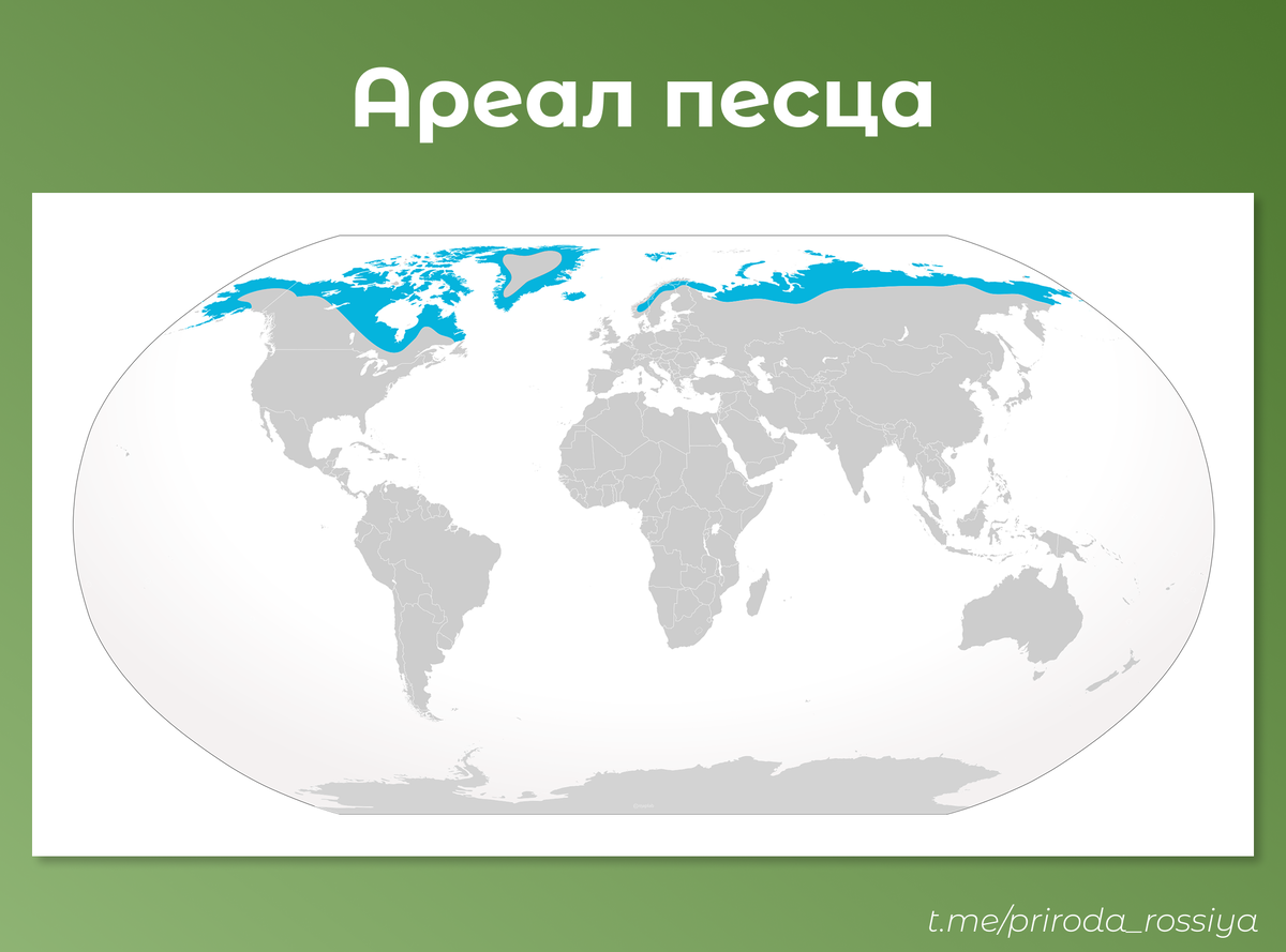 Также песец обитает на Командорских островах, расположены к востоку от Камчатки (на карте не показано)