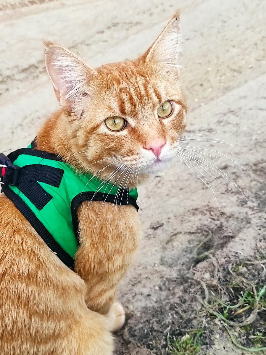 А как же мои желания/потребности?