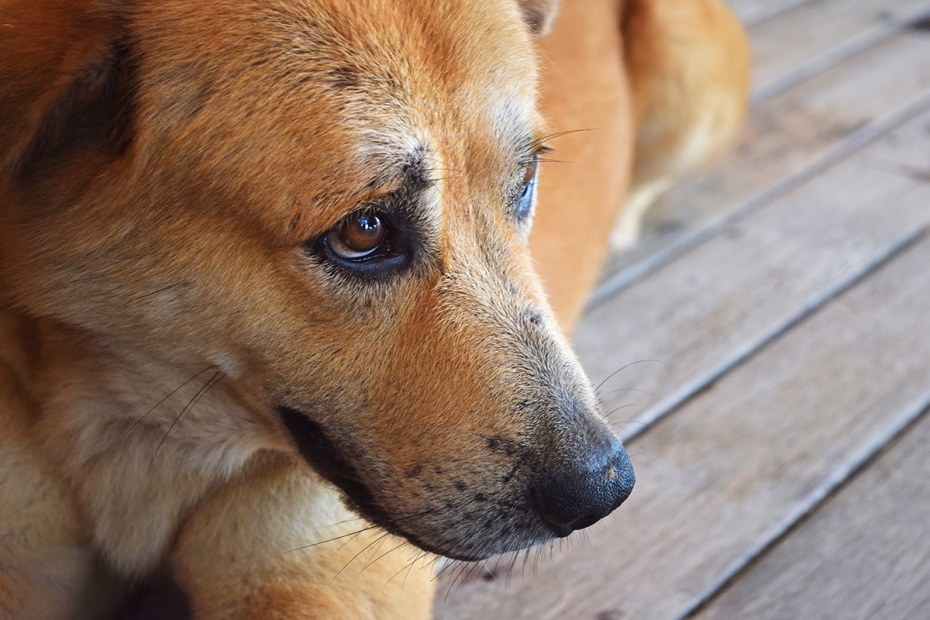    Shutterstock/FOTODOM