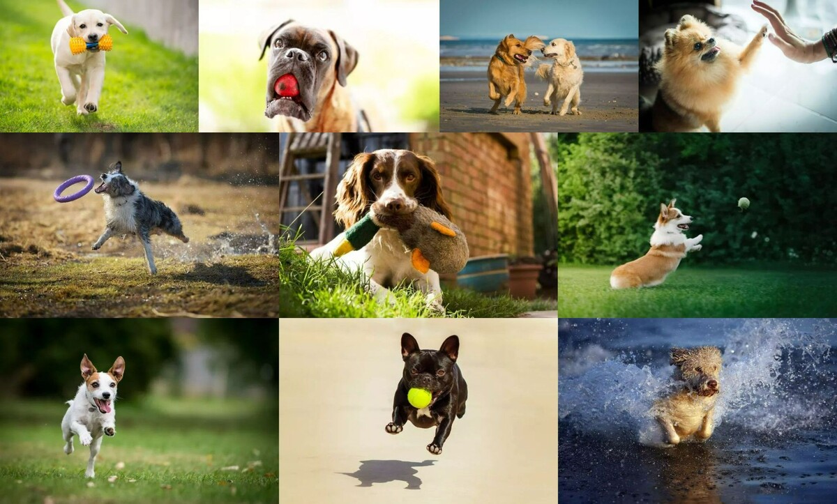    Вот те самые 10 игривых пород. Ниже их описание. Источник изображений: thesprucepets.com