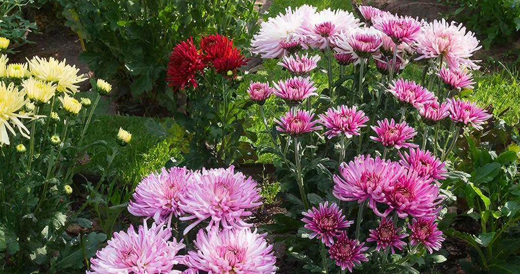 Хризантема мультифлора: как сохранить королеву осени до весны