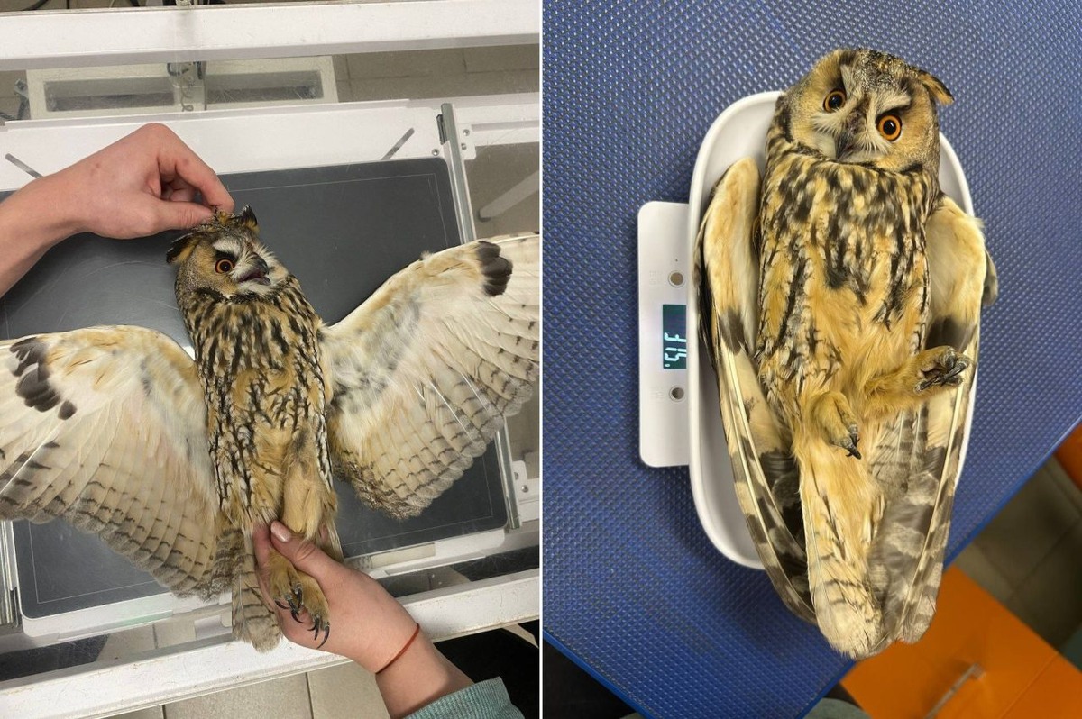     Фото: "Сердце Леса"