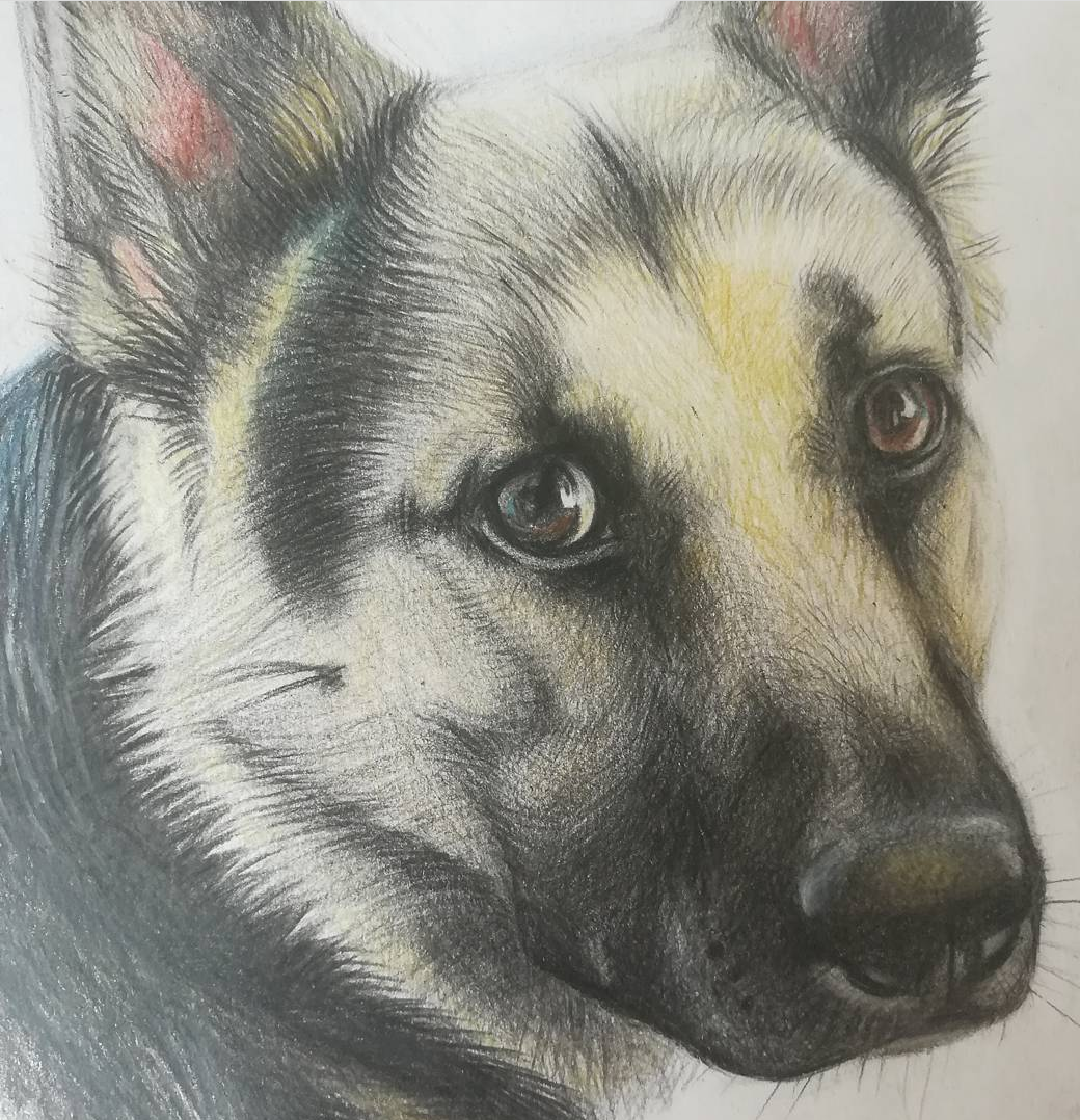 2008. Рисую в основном портреты животных на бумаге цветными карандашами.