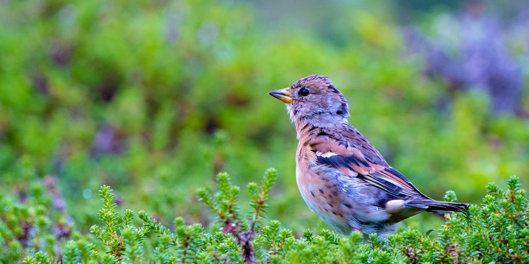 Вьюрок он же (Юрок) - 10 интересных фактов
