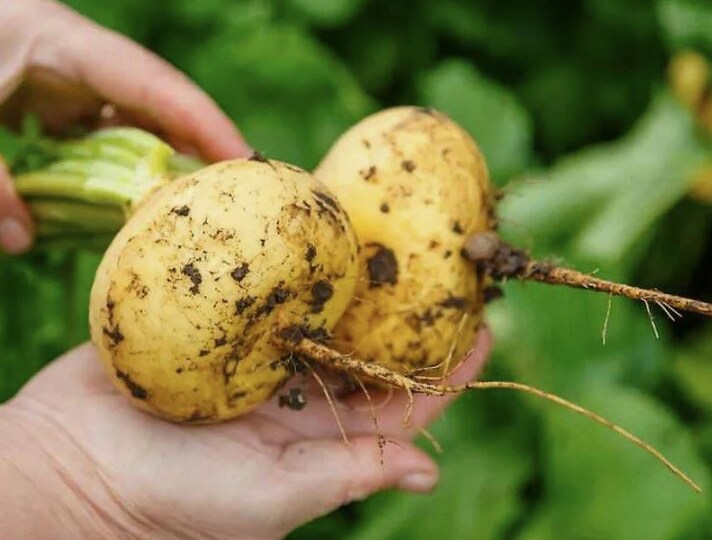 Как репа потеряла корону: почему ее вытеснил картофель 🥔👑