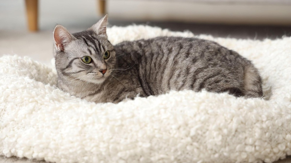    Больше не нужно стоять в очереди в ветклинику