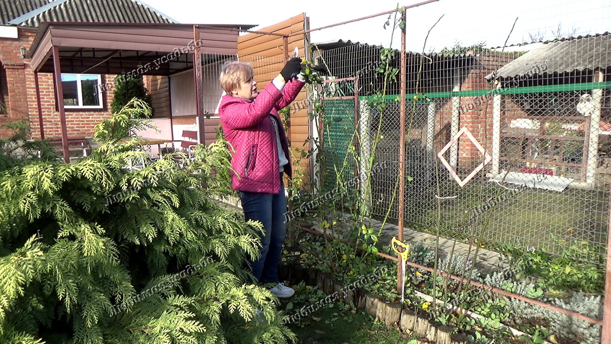 Конец ноября. Обрезаю плетистую розу и удаляю неопавший лист секатором