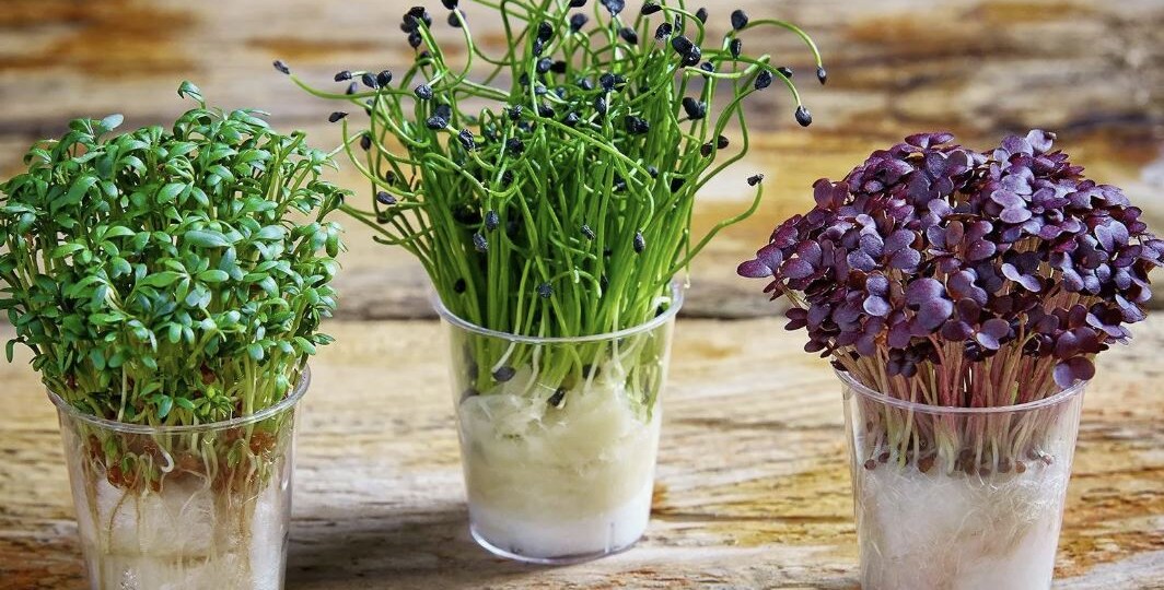 Микрозелень в ноябре: самые полезные культуры 🌱❄️