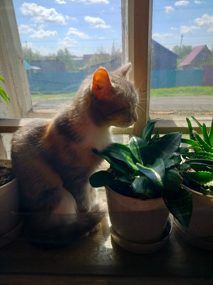 Кстати, тут видна сетка, которую муж мне прикрутил к стене, чтобы горшки с цветами не падали.