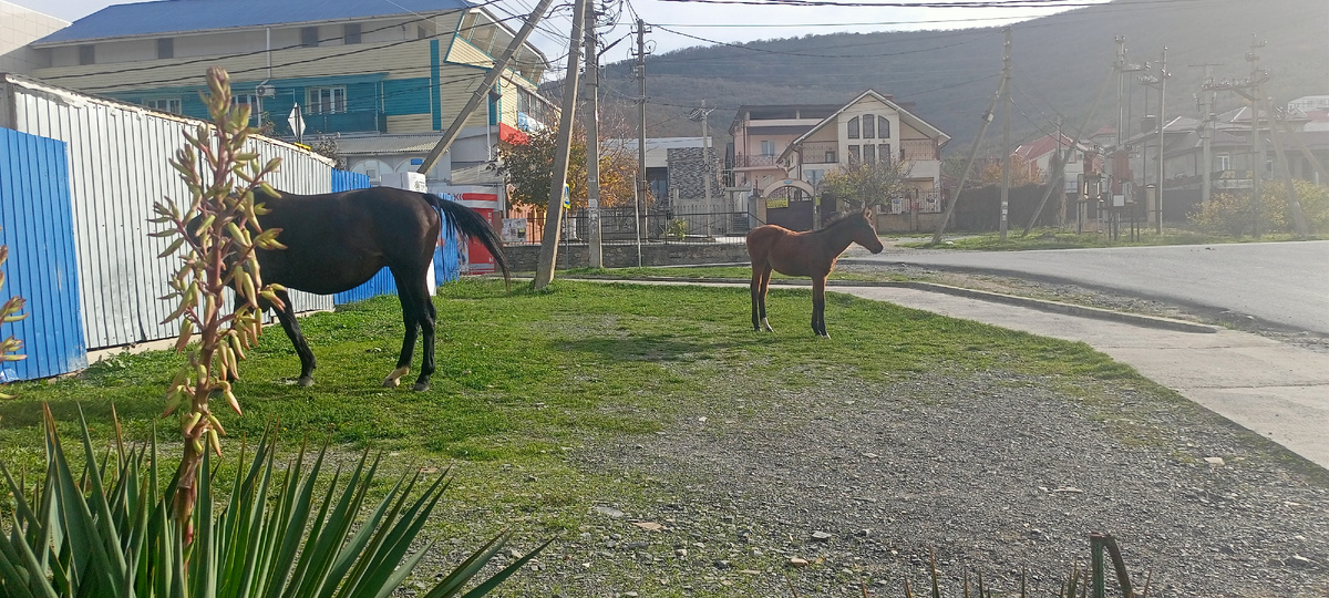 А это он с мамой лошадью