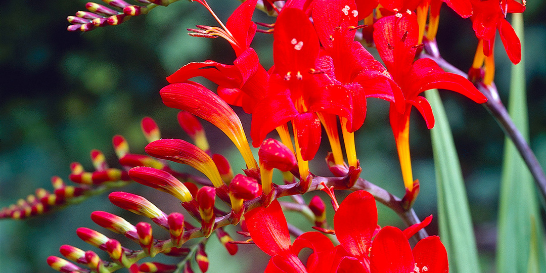 Крокосмия для начинающих: как выбрать место, посадить и правильно сохранить зимой