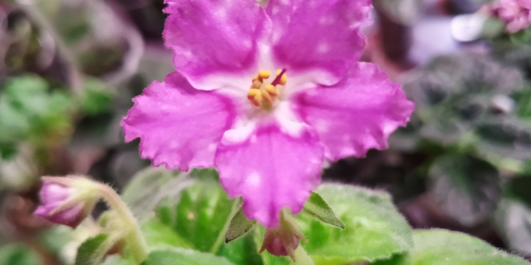 Ура, зацвела!!!