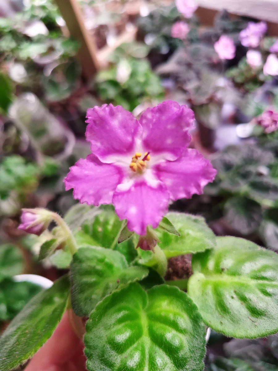 ЛЕ- Мелодия дождя