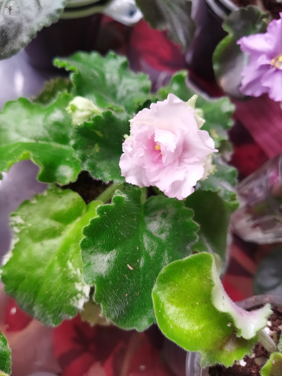 Лф - моя любовь