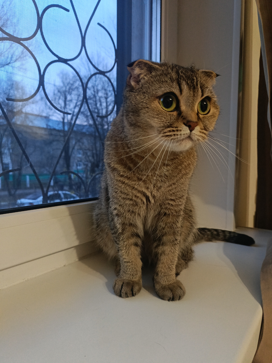 Кошь... Квартиру с комфортными условиями нужна чисто для нее 🤣